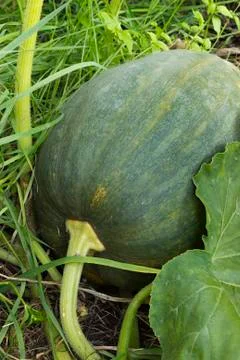 Dark colored large pumpkin Stock Photos