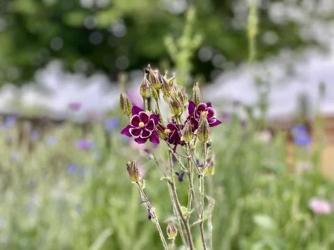 Dark Columbine Stock Photos