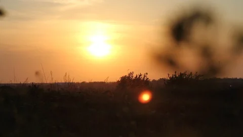 Dark colza's flowers on background of sunset. Close up. Macro Video stock 107899201
