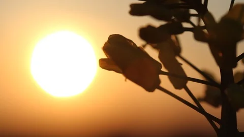 Dark colza's flowers on background of sunset. Close up. Macro Stock Footage 107899228