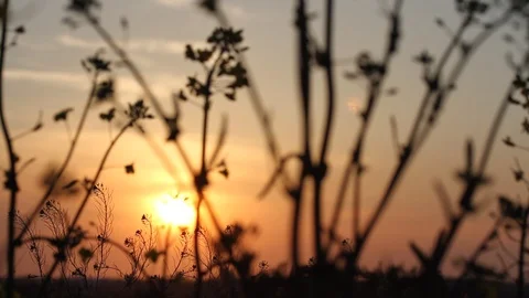 Dark colza's flowers on background of sunset. Close up. Macro Stock Footage 107899324