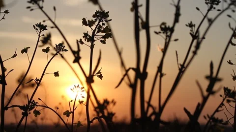 Dark colza's flowers on background of sunset. Close up. Macro Stock Footage 107899487
