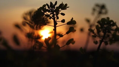 Dark colza's flowers on background of sunset. Close up. Macro Stock Footage 107899571