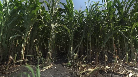 Dark corn rows Vídeo Stock 123783692