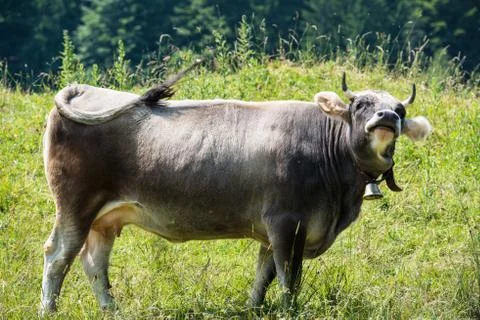 Dark Cow Stock Photos