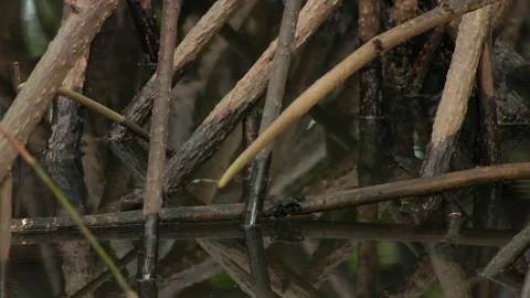 Dark Crab Moving Through Water Around Dense Tree Structures 스톡 동영상 343070173