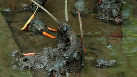 Dark Crab Resting on a Raised Mud Surface Stock Footage 343603441