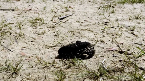 Dark crayfish, isolated against a sandy, sunlit patch of land captured at Stock Footage 304446339
