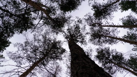 Dark Creepy Forest. Bottom view of Tree Trunks and Branches Against a Stormy Sky Stock Footage 135416925