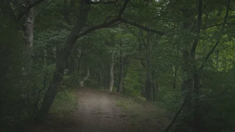 Dark creepy forest. Wind through the leaves. Summer overcast day Stock Footage 203949977