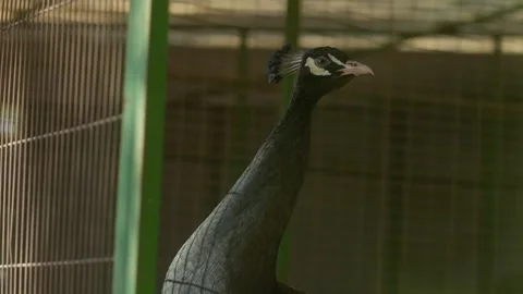Dark Crested Peacock Standing Inside Aviary Видео 331129385