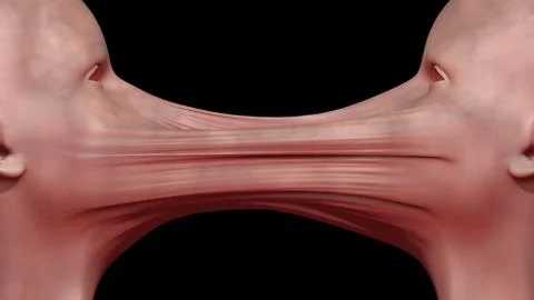 Dark CRISPR. Genetically engineered human clones . Conjoined twins 3d render Stock Illustration