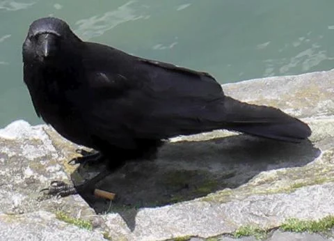 Dark Crow Looking Cheeky into the Camera 스톡 사진