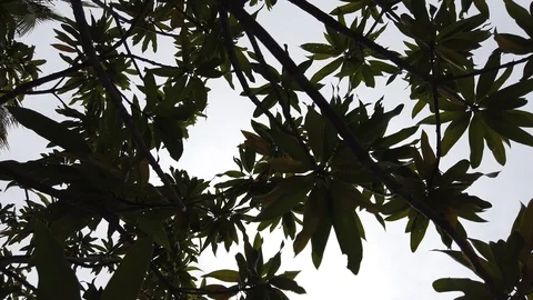 Dark crowns of trees Stock Footage 101152012