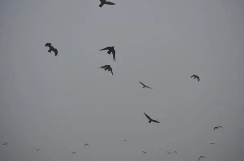 Dark crows flying in the dense mist. Stock Photos
