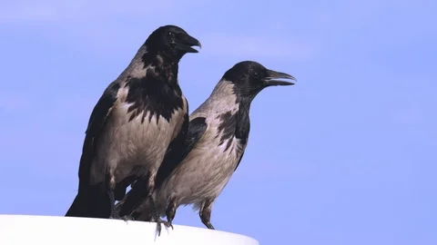 Dark Crows Standing Stock Footage 109852588