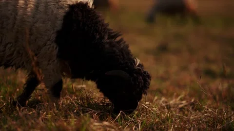 Dark curly haired sheep grazing in shadow with visible horn and warm rim light Stock Footage 343142037