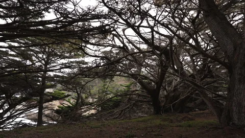 Dark cypress forest, Point Lobos State Natural Reserve, California Central Coast Stock Footage 221114359