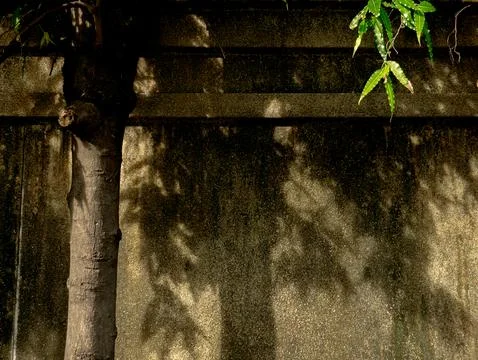 Dark Damp Asphalt Ground with Tree Shadow Pattern, Moody Urban Texture Back.. Stock Photos