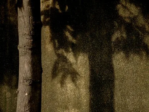 Dark Damp Asphalt Ground with Tree Shadow Pattern, Moody Urban Texture Back.. Stock Photos