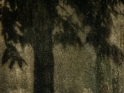Dark Damp Asphalt Ground with Tree Shadow Pattern, Moody Urban Texture Back.. Stock Photos