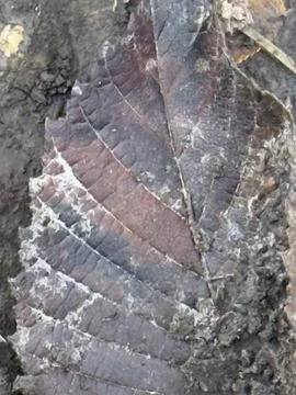 Dark Decaying Leaf on Forest Soil Stock Photos