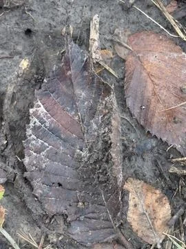 Dark Decaying Leaf on Forest Soil Stock Photos