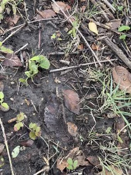 Dark Decaying Leaf on Forest Soil Stock Photos