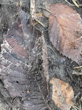 Dark Decaying Leaf on Forest Soil Stock Photos