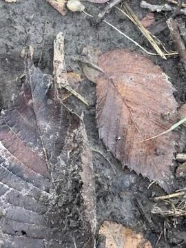 Dark Decaying Leaf on Forest Soil 스톡 사진