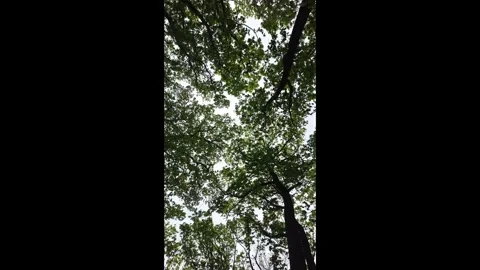 Dark deciduous forest, bottom view. Stock Footage 310014690