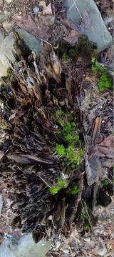 Dark decomposing tree stump sprouting new growth of moss high contrast Stock Photos