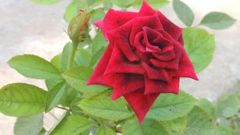 Dark deep cherry red rose flower plant bush blooming blossom in home farm garden Stock Footage
