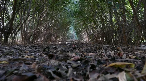 Dark deep forest 4k Stock Footage 43457371