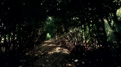 Dark deep forest Stock Footage 40786897