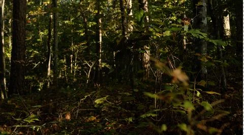 Dark Dense Forest Stock Photos