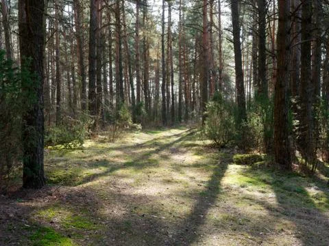 Dark dense pine forest. tree trunks and shrubs Stock Photos