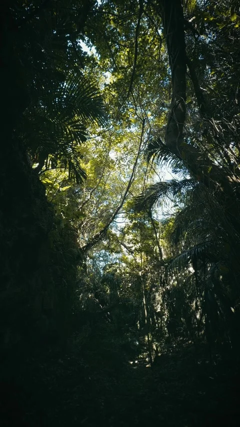 Dark dense tropical jungle forest with sunlight filtering through Stock Footage 346267772