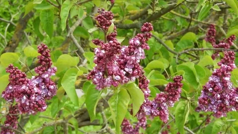 Dark double-flowered common lilac bush in bloom. Syringa vulgaris Stock Footage 312616139