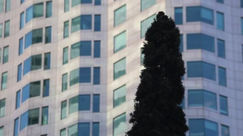 Dark Downtown Tree With Skyscraper Background Stock Footage 337677678