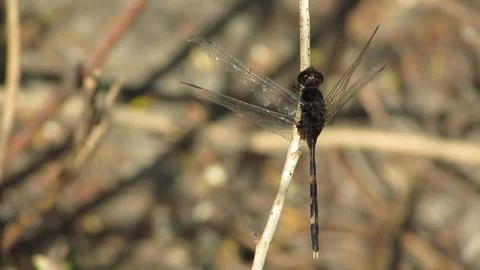 A dark dragonfly with translucent wings resting on a dry stem against a blu.. Stock Photos