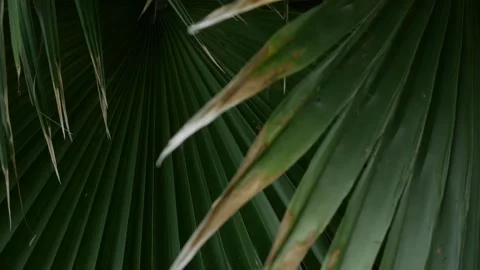 Dark dramatic close-up of fan palm leaf Stock-Footage 336052165