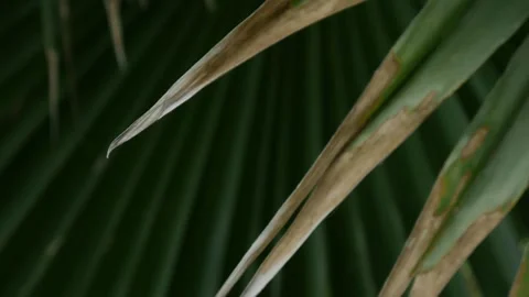 Dark dramatic close-up of fan palm leaf Stock Footage 336593507