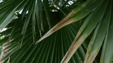 Dark dramatic close-up of fan palm leaf Stock Footage 336593515
