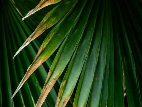 Dark dramatic close-up of fan palm leaf with radiating segments and dried t.. 스톡 사진
