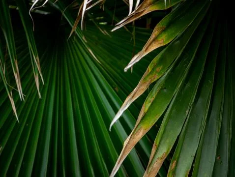 Dark dramatic close-up of fan palm leaf with radiating segments and dried t.. Stock Photos