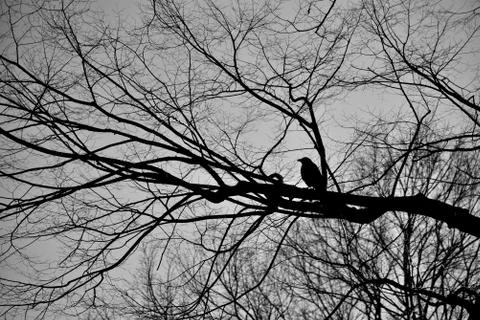A Dark Dramatic Crow 스톡 사진