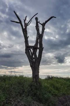 Dark dramatic landscape stormy sky over field with dead tree Stock Photos