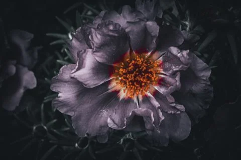 Dark dramatic moss rose flower with glowing orange center in artistic low k.. Foto stock
