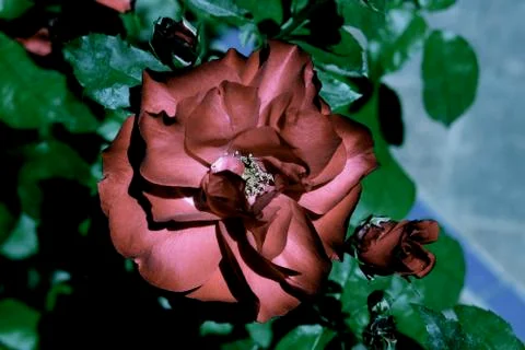 Dark dramatic rose on vine Foto stock